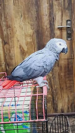 African Grey Parrot with cage #grey #parrot