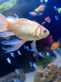 Active Butterfly Shiping Goldfish