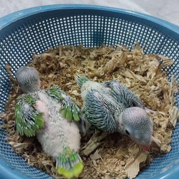 Ringneck Chicks 3