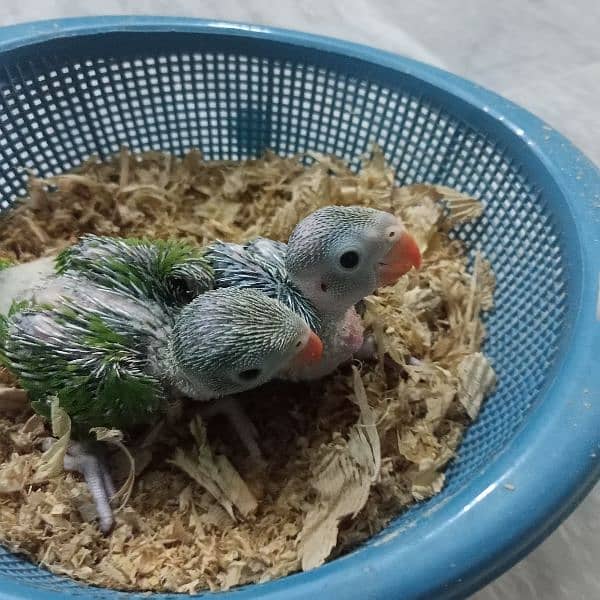 Ringneck Chicks 4