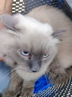 Rag doll male full vaccinated blue eyes