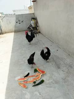 Australorp 1 male and 3 female for sale. 1 hen is kurak