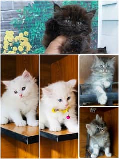 Cat / Kitten / Triple coat / Cute cat / Punch face / doll face