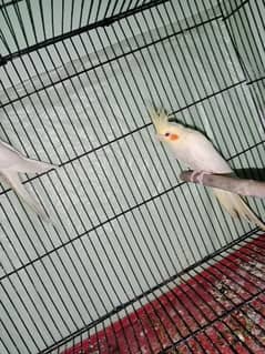 cockatiel pair with one chick 0316 7801204