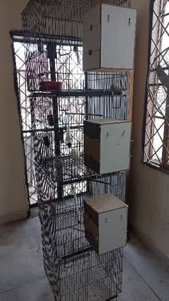 Birds cage