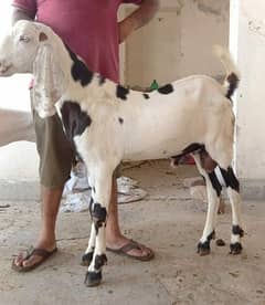 Goat / Bakra