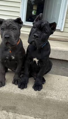 Cane corso puppy are Available in Pakistan