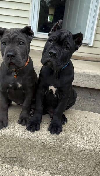 Cane corso puppy are Available in Pakistan 0