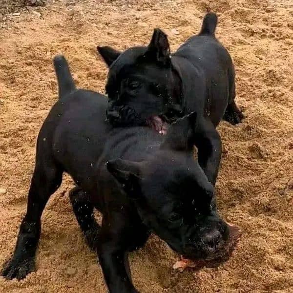 Cane corso puppy are Available in Pakistan 1