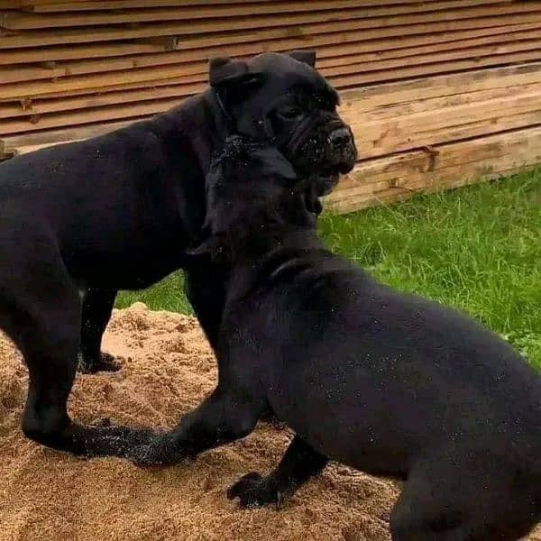 Cane corso puppy are Available in Pakistan 2