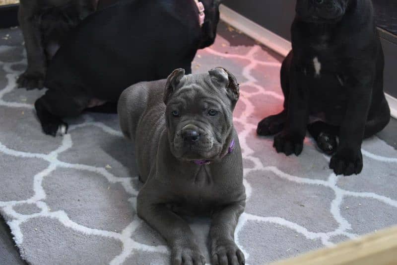 Cane corso puppy are Available in Pakistan 3