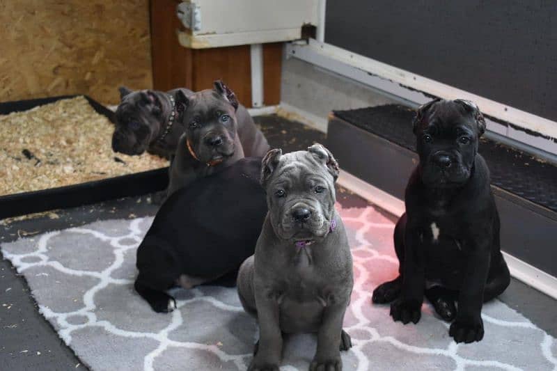 Cane corso puppy are Available in Pakistan 4