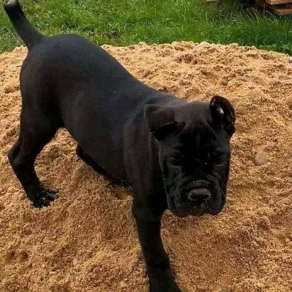 Cane corso puppy are Available in Pakistan 5