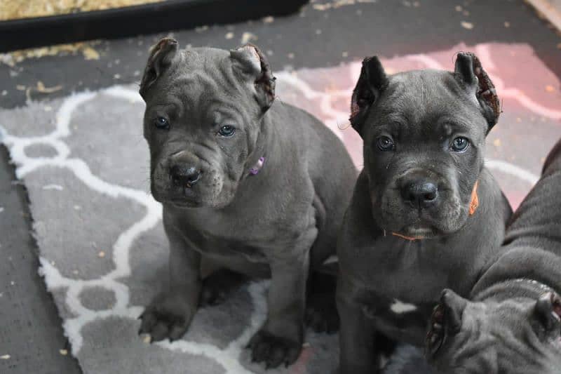 Cane corso puppy are Available in Pakistan 6