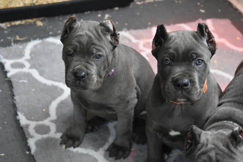 Cane corso puppy are Available in Pakistan 7