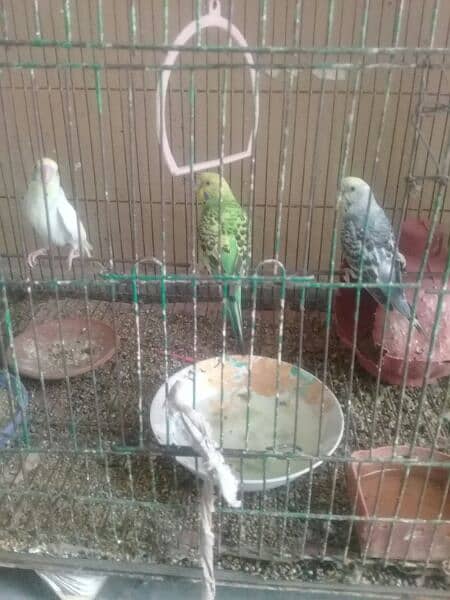 biges parrot for sale 2