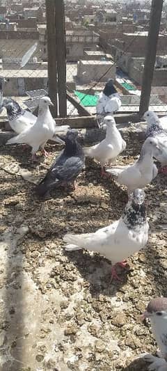 high flyers pigeon for sale haldi and Activ