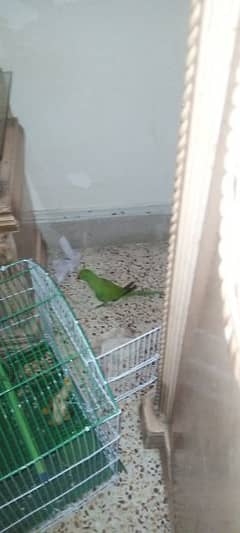 ringneck indian contact  number 03256067827 age 4 month
