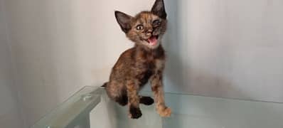 Female Kitten looking for a Home