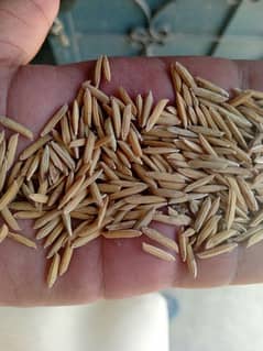 rice seed