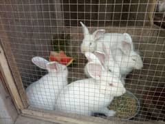 new Zealand white bunnies for sale