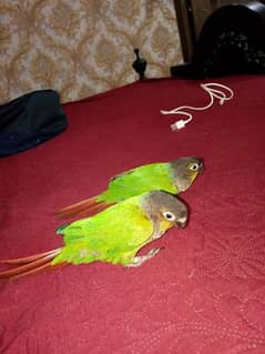 parrot//green