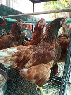 Lohmann Brown Egg Laying Hens