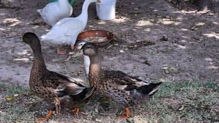 Male Mallard duck and Male Muscovy duck
