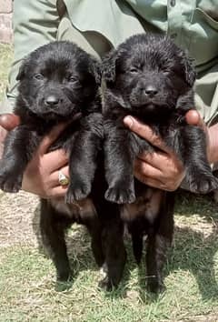 German Shepherd Dog | Black German Shepherd Puppies For Saler