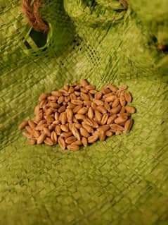 Dasi Gandum wheat avaliable 3250 per Mun /40kg