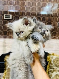 persion cat/persion kittens tripple coat/peki punch face