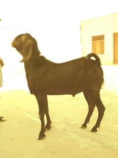 Qurbani Goat.