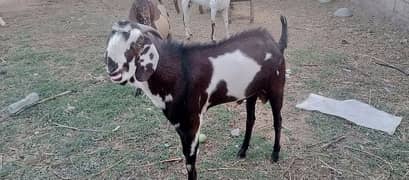 Goat | 2024 qurbani | desi Bakra | bakra | goat for sale |qurbani goat