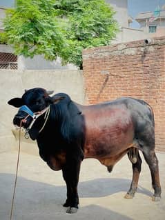 Qurbani Bull for sale (0341-6314645)