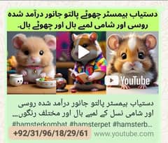 Hamster imported bred Russian/Syrian long hair/short hair available. . .