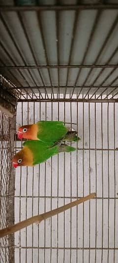 Green Fisher Pair For Sale