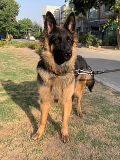 German Shepherd double coat