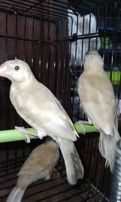 Fawn and White Java pathay Birds