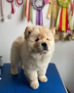 chow chow imported puppies available for sale