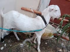 gulabi