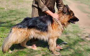 long coat gsd male for stud
