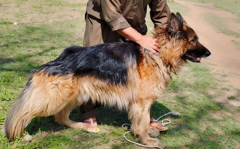 long coat gsd male for sale and stud 0