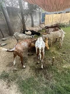 Goat /Bakara/ Best Price For Qurbani