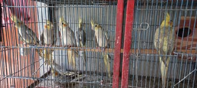 Cockatiel Full Breeder set pairs for sell tota parrots & Albino pair