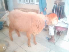 Qurbani Ke Liye Tayar Chatra Fresh 2 Dant