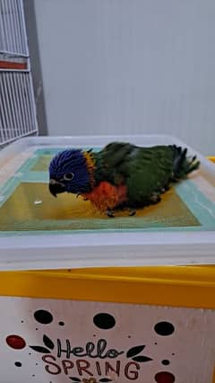 red collar lory
