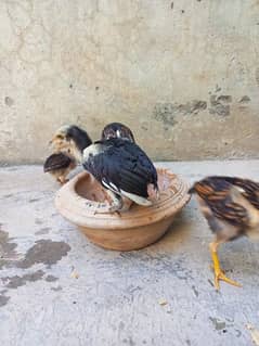 Sindhi  aseel chicks in cheap price full active and healthy