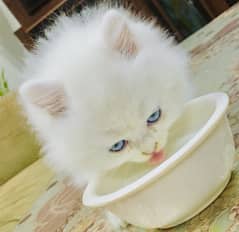 Persian white Cats at wholesale price