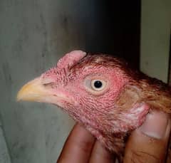 aseel hen for sale good quality what's app number 03038199424