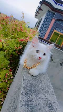 white kitten